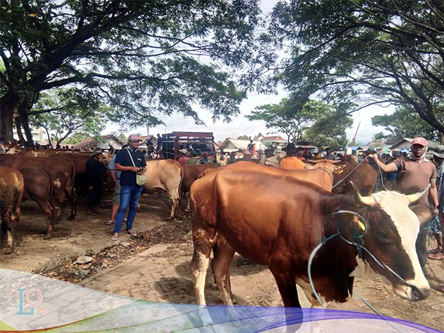harga sapi lemosin
