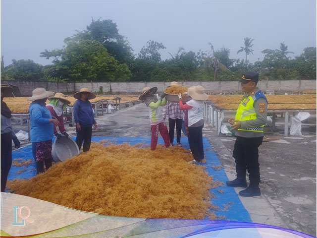 para pekerja rumput laut