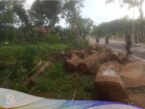 kayu sono keling