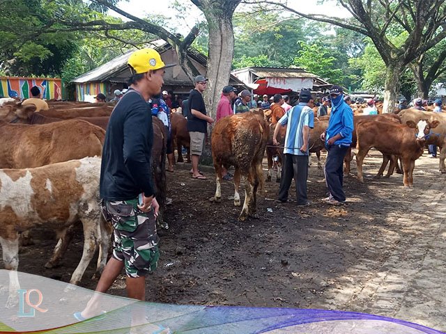 Pasar Hewan Karangharjo , Sapi Lemosin