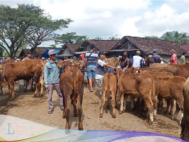 Sapi Lemosin