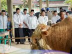 Sapi Qurban Presiden Prabowo