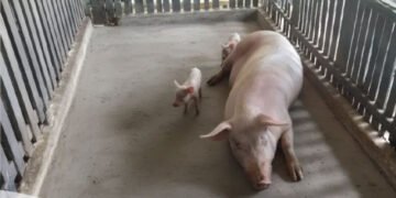 Sisi Baik dari Babi, Sisi Buruk dari Babi