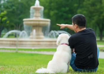 anjing hewan peliharaan