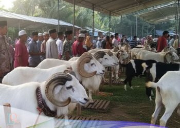 kambing untuk kurban, kambing untuk aqiqah