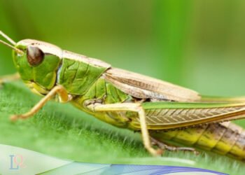 Belalang Kaya Akan Protein