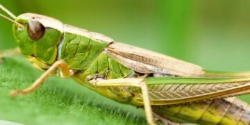 Belalang Kaya Akan Protein