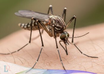 nyamuk, serangga penggangu