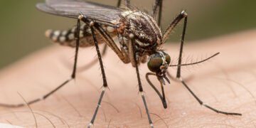 nyamuk, serangga penggangu