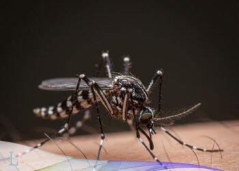 nyamuk chikungunya, nyamuk aedes