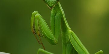 Belalang Sembah, Mantis Pemburu