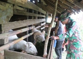 Bantuan Ternak Domba