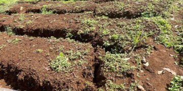 Lahan Teh PTPN di Pangalengan