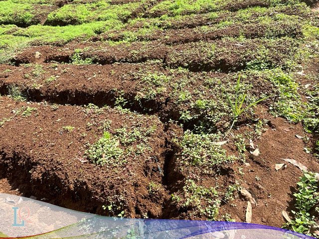 Lahan Teh PTPN di Pangalengan