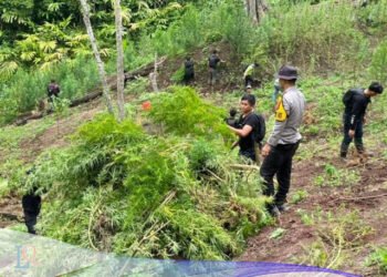 Penemuan Ladang Ganja