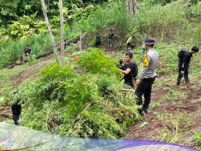 Penemuan Ladang Ganja