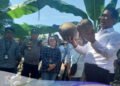 Benih Kelapa di Manado
