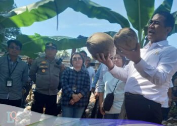 Benih Kelapa di Manado