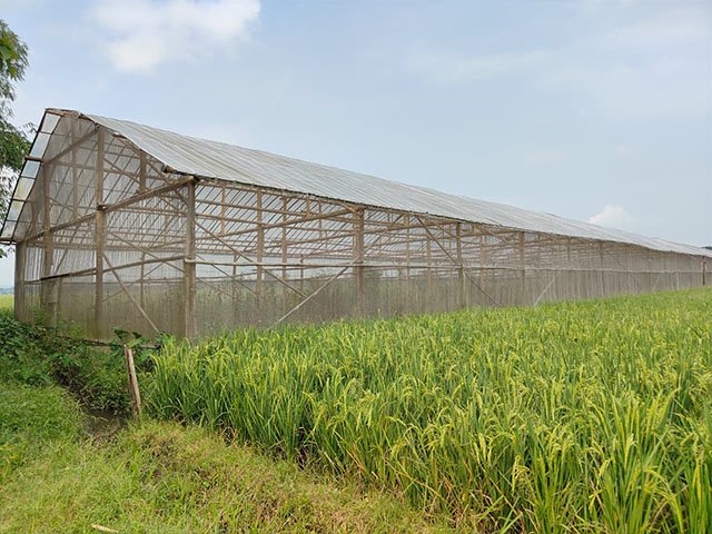 Panen Melon Pak Paryono