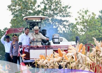 Panen Raya Jagung Serentak