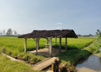 persawahan Desa Puro