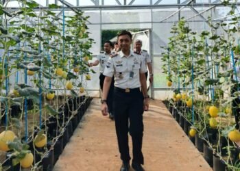 Panen Melon SAE, Rutan Kelas I Palembang Wujudkan Pembinaan Produktif dan Dukung Ketahanan Pangan