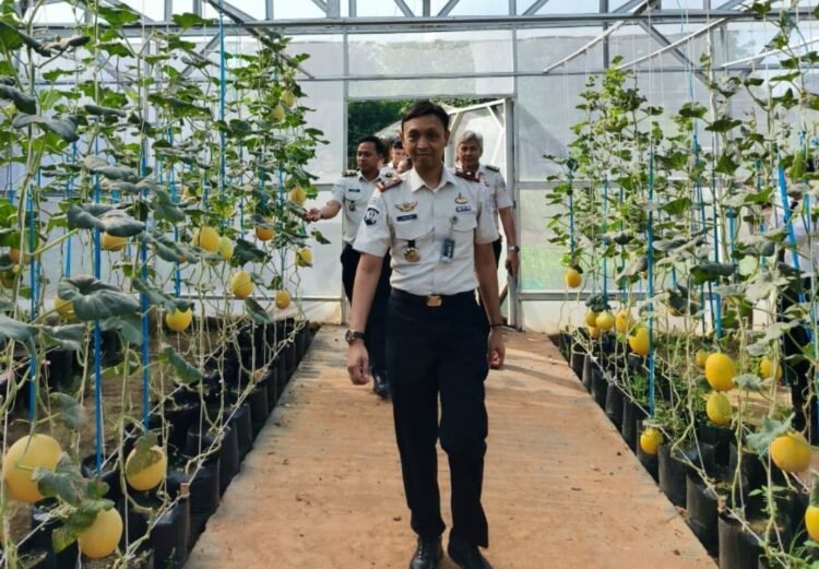 Panen Melon SAE, Rutan Kelas I Palembang Wujudkan Pembinaan Produktif dan Dukung Ketahanan Pangan