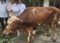 SAPI SIMENTAL KETUM DPP PARTAI GOLKAR CURI PERHATIAN DI DPD GOLKAR SUMSEL SAAT PEMOTONGAN HEWAN KURBAN