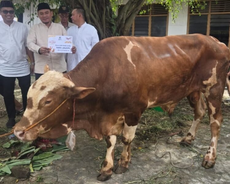 SAPI SIMENTAL KETUM DPP PARTAI GOLKAR CURI PERHATIAN DI DPD GOLKAR SUMSEL SAAT PEMOTONGAN HEWAN KURBAN