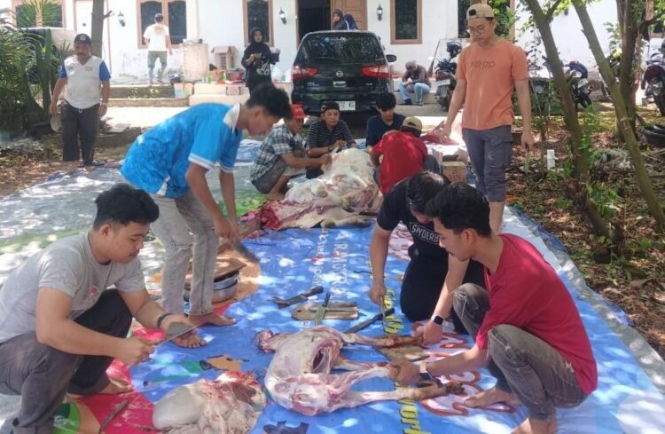 Pemuda ICMI Sumsel Sembelih 1 Sapi dan 2 Kambing, Daging Kurban Dibagikan ke Masyarakat