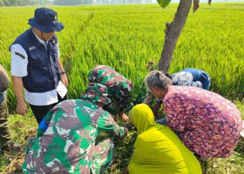 bibit pohon buah