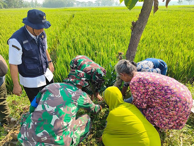 bibit pohon buah