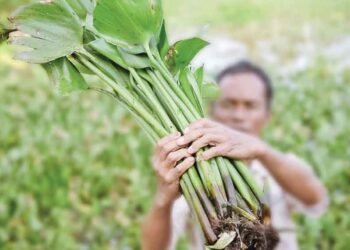Bawa Nama Indonesia ke Kancah Global, Inovasi Eceng Gondok Binaan Pertamina Patra Niaga Kilang Plaju Raih Penghargaan Emas di Thailand