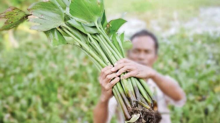 Bawa Nama Indonesia ke Kancah Global, Inovasi Eceng Gondok Binaan Pertamina Patra Niaga Kilang Plaju Raih Penghargaan Emas di Thailand