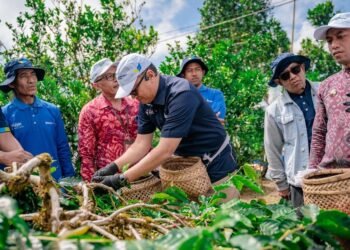 Sinergi Pusri dengan Kementan untuk Mengembalikan Kejayaan Kopi Kintamani Bali