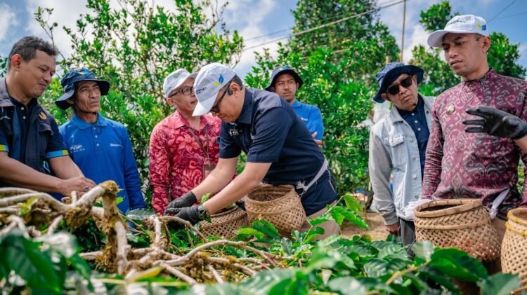 Sinergi PT Pusri dengan Kementan untuk Mengembalikan Kejayaan Kopi Kintamani Bali