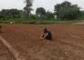 TMMD Ke-129 Kodim 0418/Palembang Buka Lahan Ketahanan Pangan Satu Hektare, Wujudkan Desa yang Lebih Mandiri