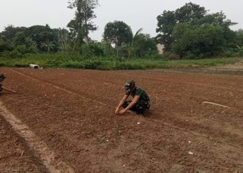 TMMD Ke-129 Kodim 0418/Palembang Buka Lahan Ketahanan Pangan Satu Hektare, Wujudkan Desa yang Lebih Mandiri