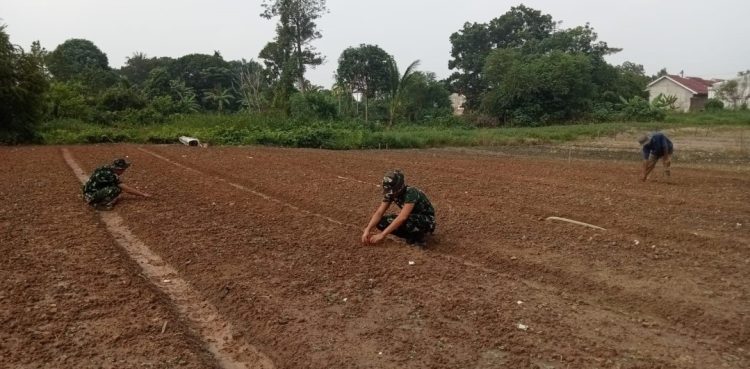 TMMD Ke-129 Kodim 0418/Palembang Buka Lahan Ketahanan Pangan Satu Hektare, Wujudkan Desa yang Lebih Mandiri