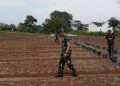 TMMD Ke-129 Kodim 0418/Palembang Sulap Lahan Tidur Jadi Kebun Produktif, Sawi dan Pakcoy Siap Perkuat Ketahanan Pangan