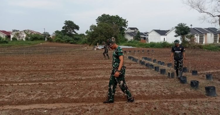TMMD Ke-129 Kodim 0418/Palembang Sulap Lahan Tidur Jadi Kebun Produktif, Sawi dan Pakcoy Siap Perkuat Ketahanan Pangan