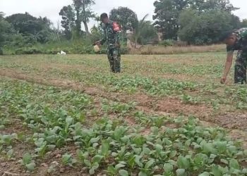 Hijaukan Desa, Kuatkan Pangan: Ketika Prajurit TNI Kodim 0418/Palembang Merawat Kebun Ketahanan Pangan Bersama Warga