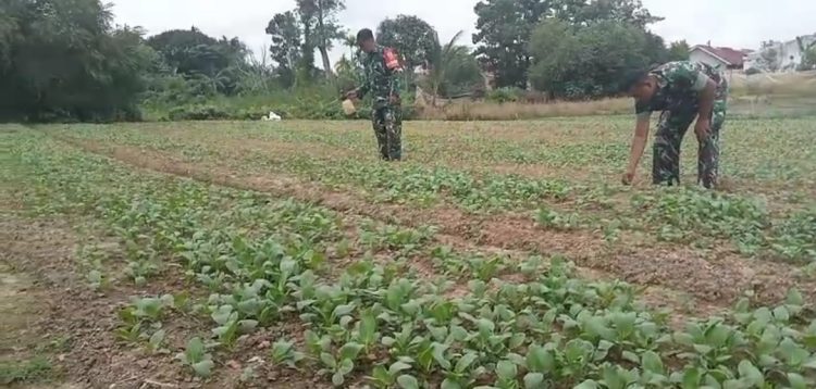 Hijaukan Desa, Kuatkan Pangan: Ketika Prajurit TNI Kodim 0418/Palembang Merawat Kebun Ketahanan Pangan Bersama Warga