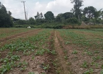 TMMD Kodim 0418/Palembang Tanam Harapan di Lahan Pak Fajar, Sayuran Tumbuh Bersama Optimisme Warga