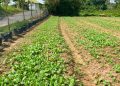 Pendampingan TNI Kodim 0418/Palembang Bangkitkan Semangat Petani Talang Jambe