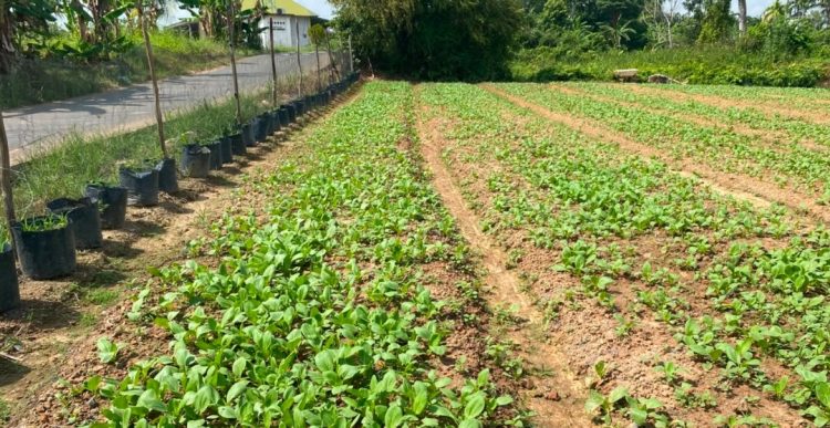 Pendampingan TNI Kodim 0418/Palembang Bangkitkan Semangat Petani Talang Jambe