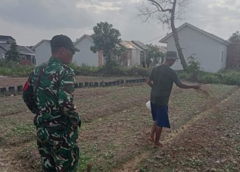 Satgas TMMD Ke-129 Kodim 0418/Palembang Kembangkan Lahan Ketahanan Pangan Terpadu Dukung Swasembada Pangan Warga