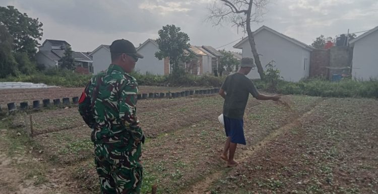 Satgas TMMD Ke-129 Kodim 0418/Palembang Kembangkan Lahan Ketahanan Pangan Terpadu Dukung Swasembada Pangan Warga
