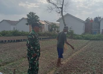 Dari Lahan yang Terlupakan, Satgas TMMD Menanam Harapan Swasembada Pangan di Talang Jambe