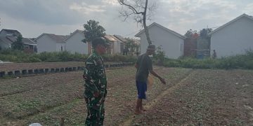 Dari Lahan yang Terlupakan, Satgas TMMD Menanam Harapan Swasembada Pangan di Talang Jambe